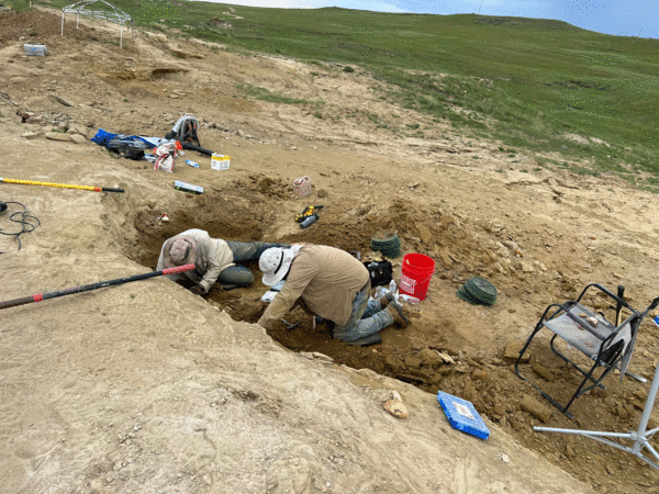 At Dig Wyoming Dinosaurs you get to dig in an ancient channel deposit loading with Cretaceous dinosaur fossils.